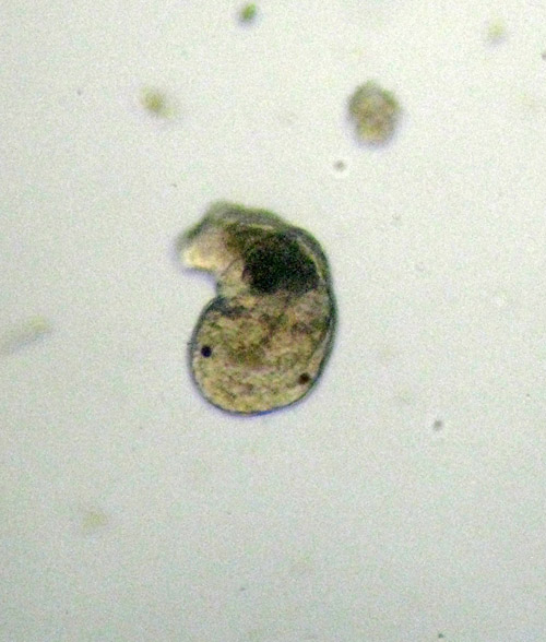 Chaetopterus variopedatus juv?
